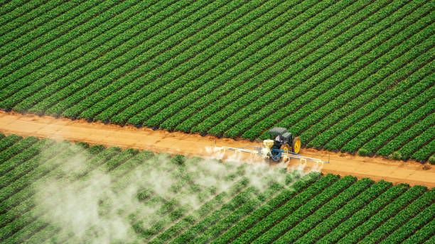 Best Pest Removal Services  in Fayetteville, AR