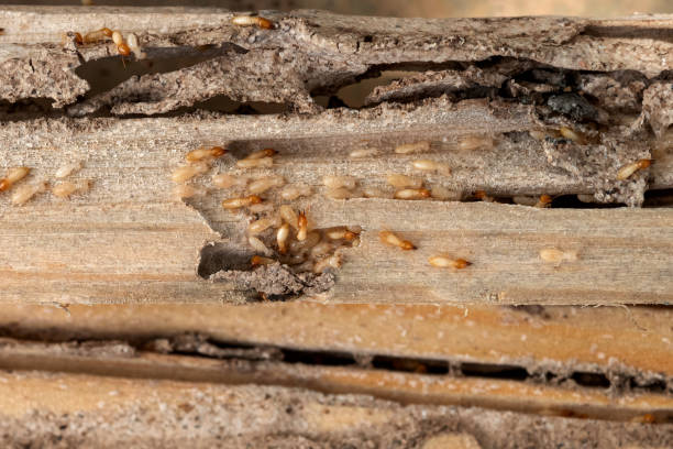 Best Pest Prevention Services  in Fayetteville, AR